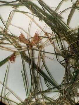 Image of horned pondweed