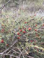 Imagem de Daviesia arenaria Crisp