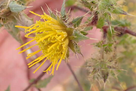 Image of Berkheya onobromoides (DC.) O. Hoffm. & Muschl.