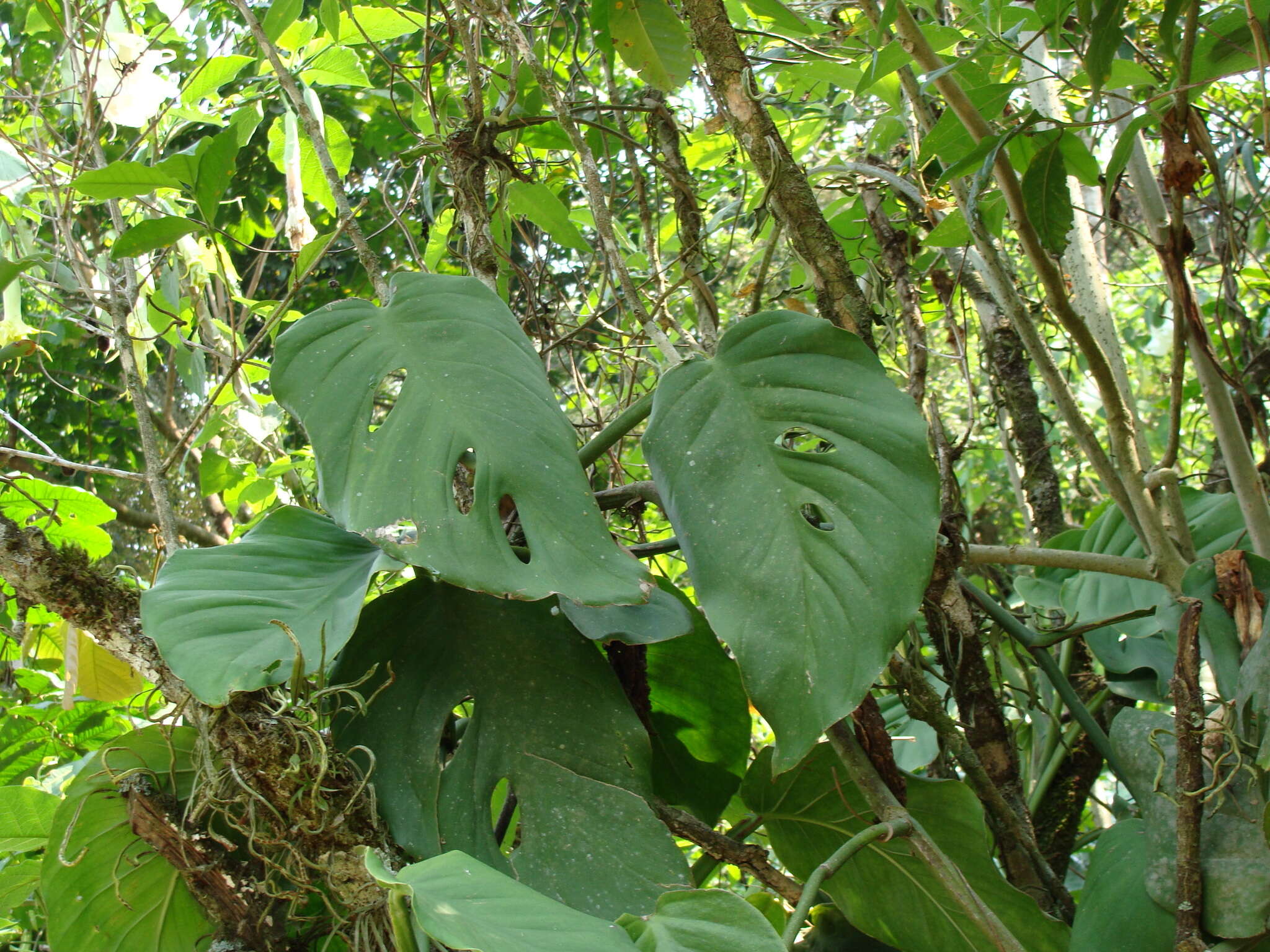 Image of Monstera acuminata K. Koch