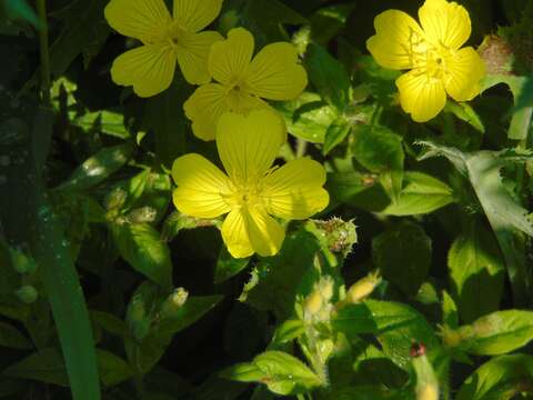 Image of Prairie sundrops