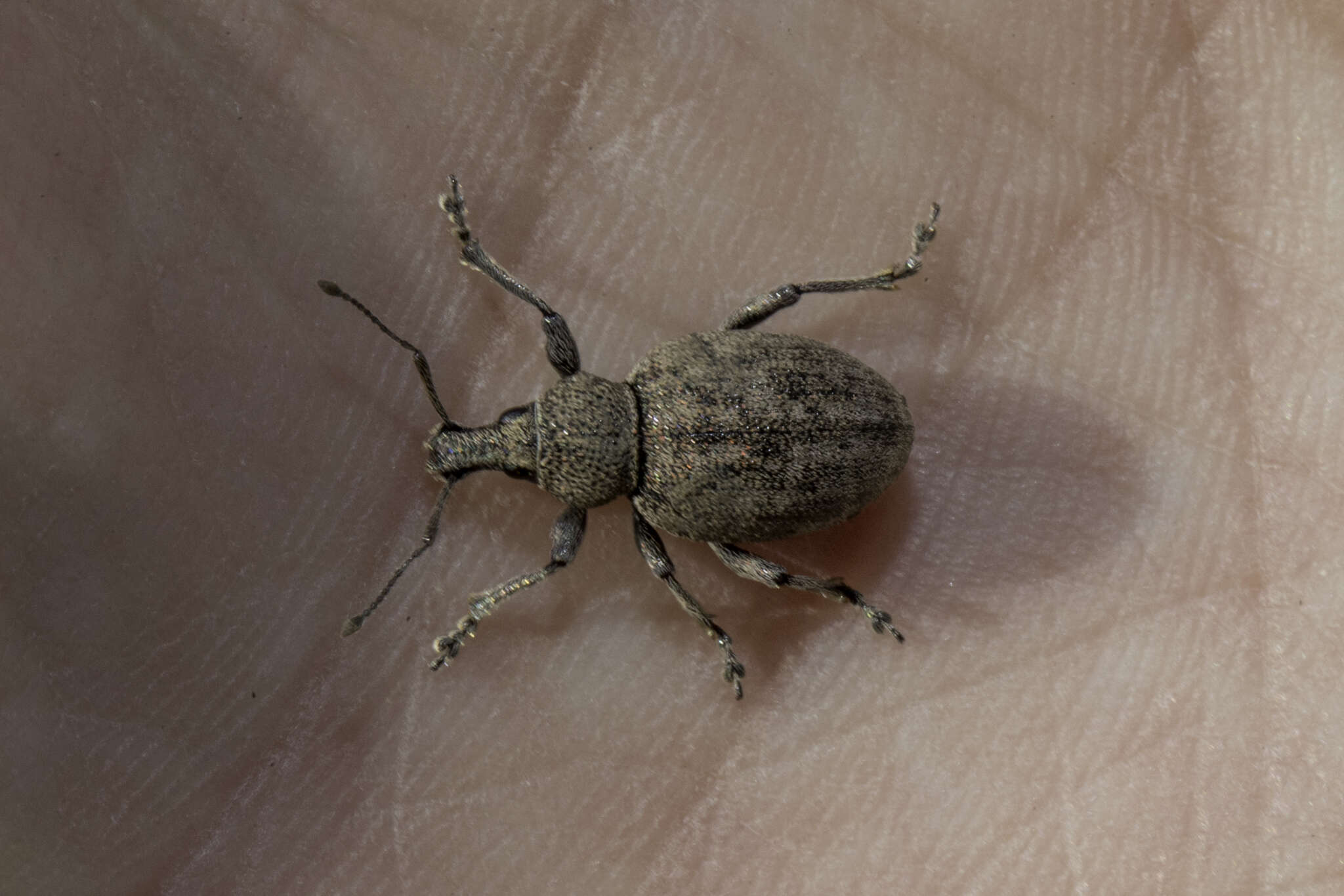 Image of lovage weevil