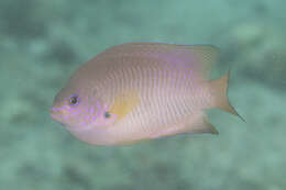 Image of Ambon damsel