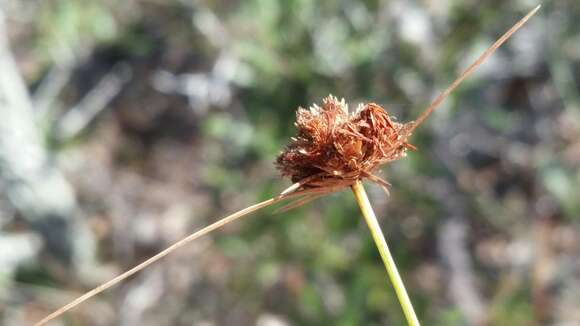 Image of Ware's Hair Sedge