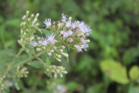 Image of Chromolaena leivensis (Hieron.) R. King & H. Rob.