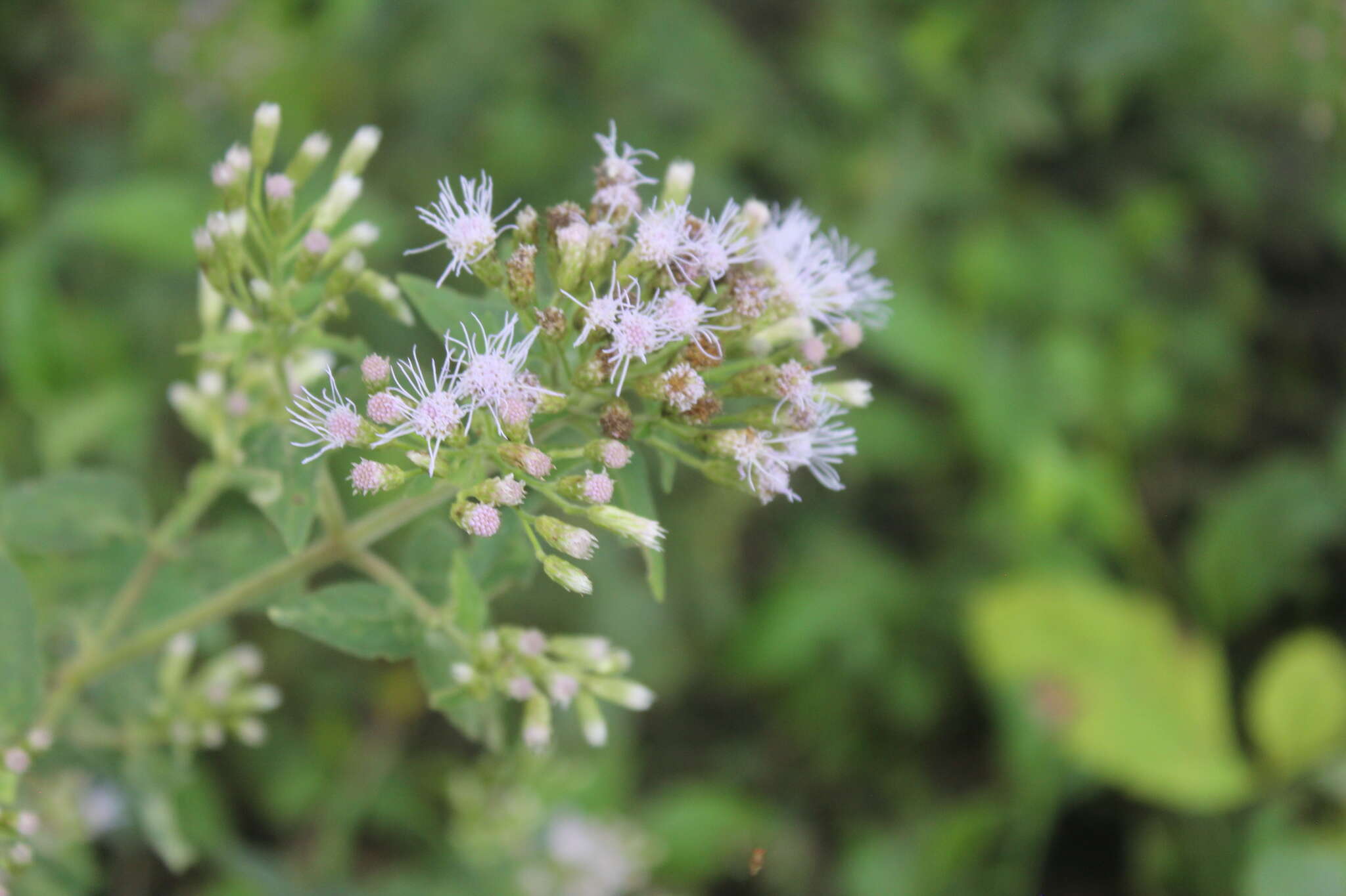 Sivun Chromolaena leivensis (Hieron.) R. King & H. Rob. kuva