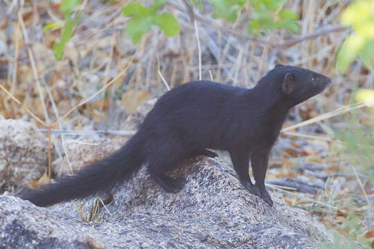 Image of Angolan Slender Mongoose