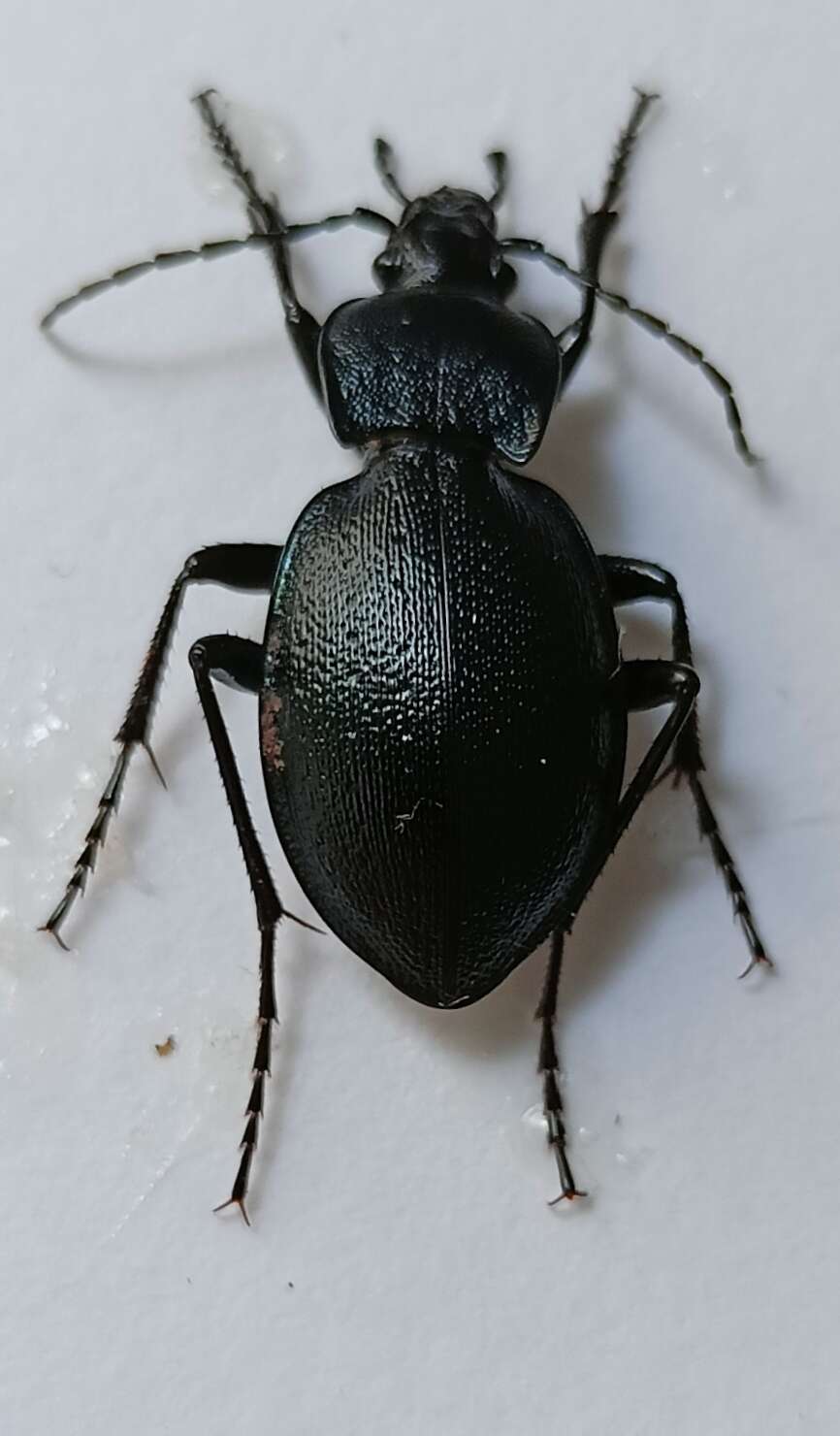 Image of Carabus convexus dilatatus Dejean 1826