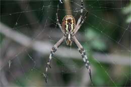 Imagem de Argiope bruennichi (Scopoli 1772)