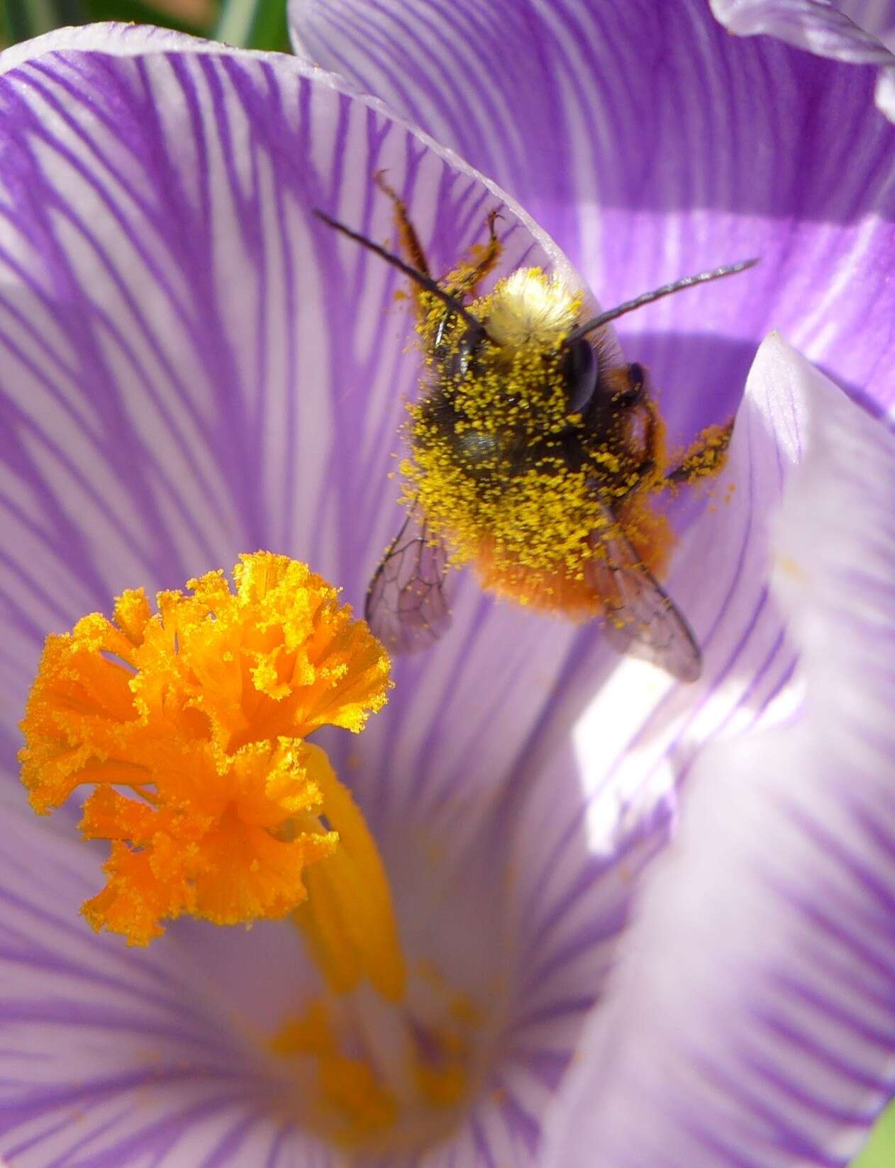 Image of Osmia cornuta (Latreille 1805)