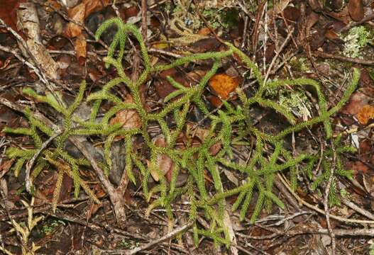 Image of Hair-Tip Ground-Pine