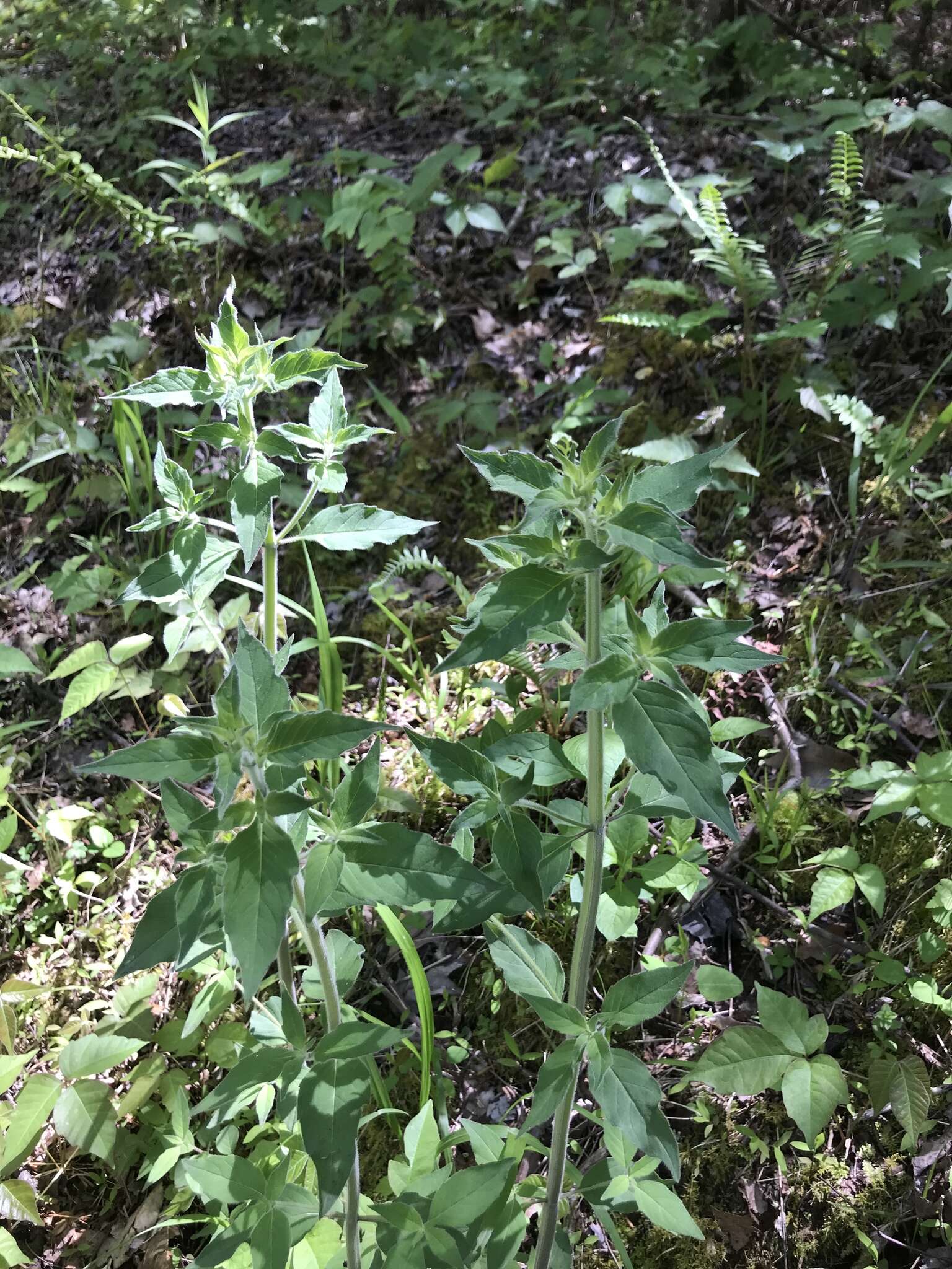 Image of southern mountainmint