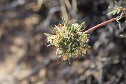 Image of Hakea collina C. T. White