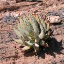 Image of Aloe pachygaster Dinter