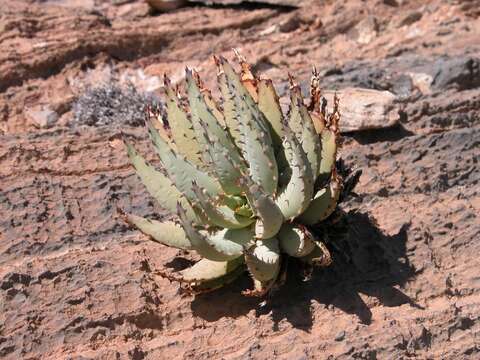 Image of Aloe pachygaster Dinter