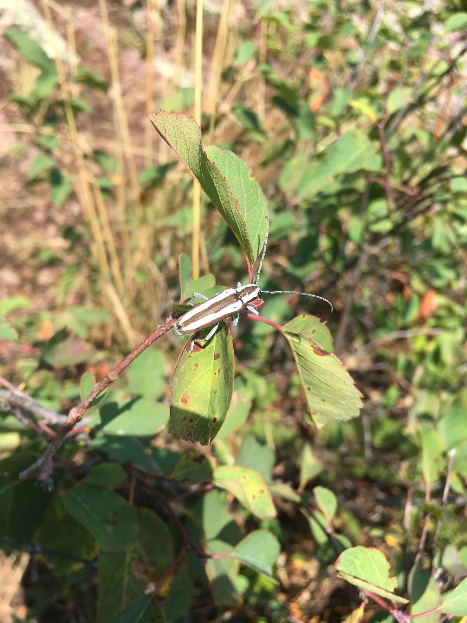 Image of Round-headed Apple Tree Borer