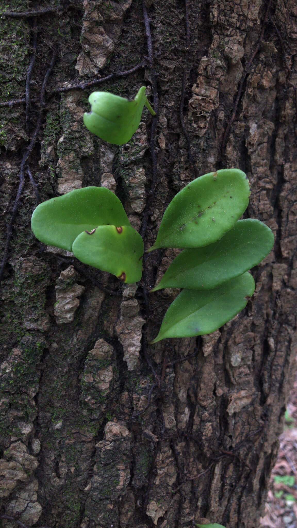 Pyrrosia adnascens (Sw.) Ching的圖片