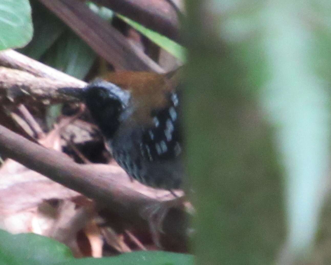 Image of Squamate Antbird