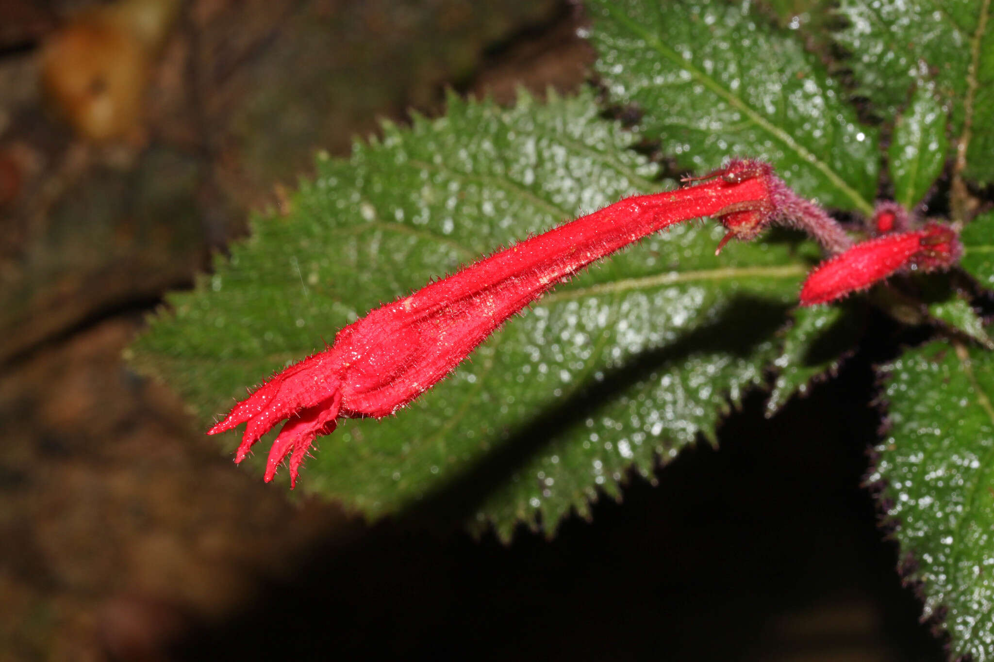 Image of Centropogon tessmannii E. Wimm.