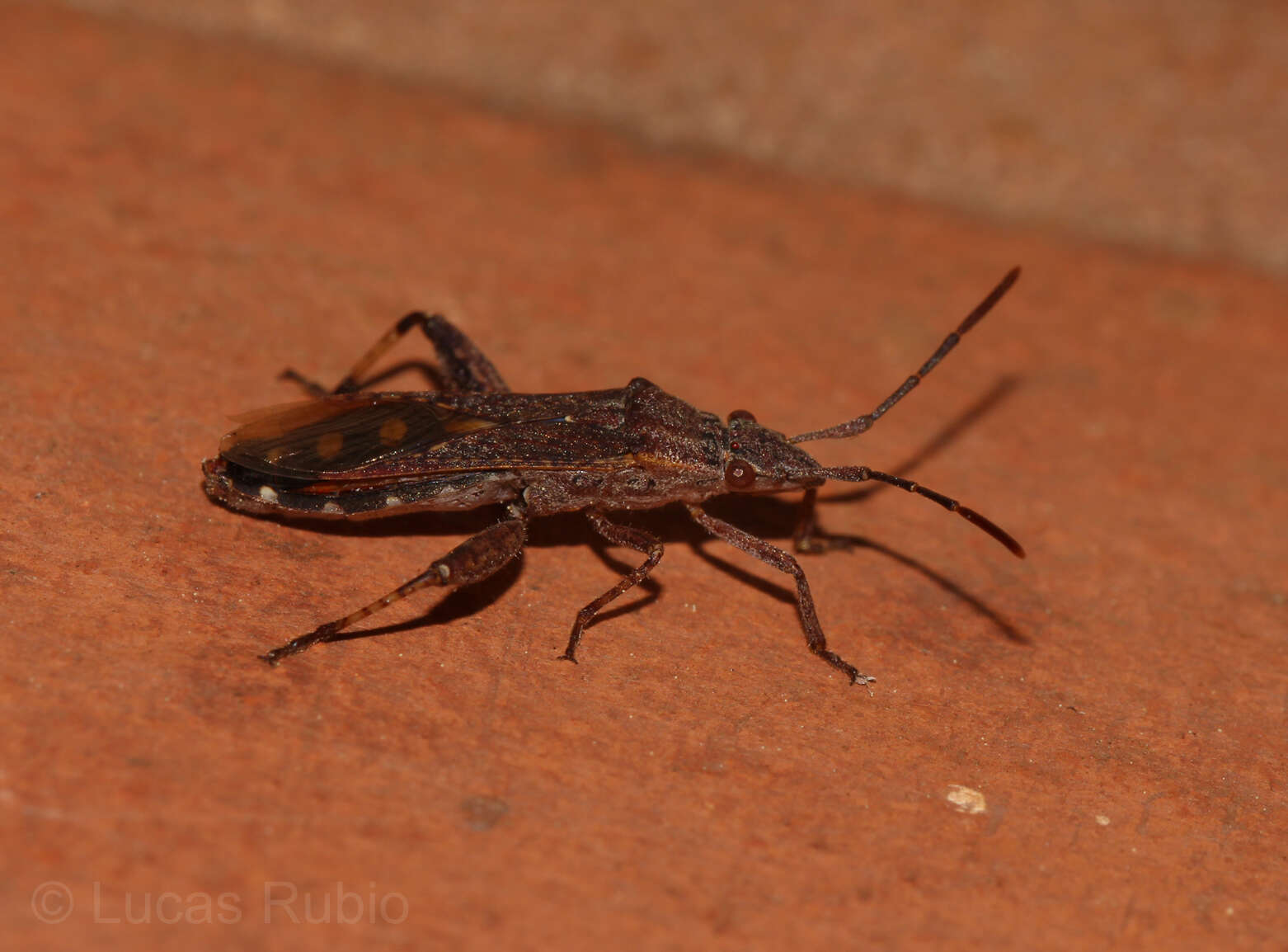 Image de Apidaurus conspersus Stål 1870