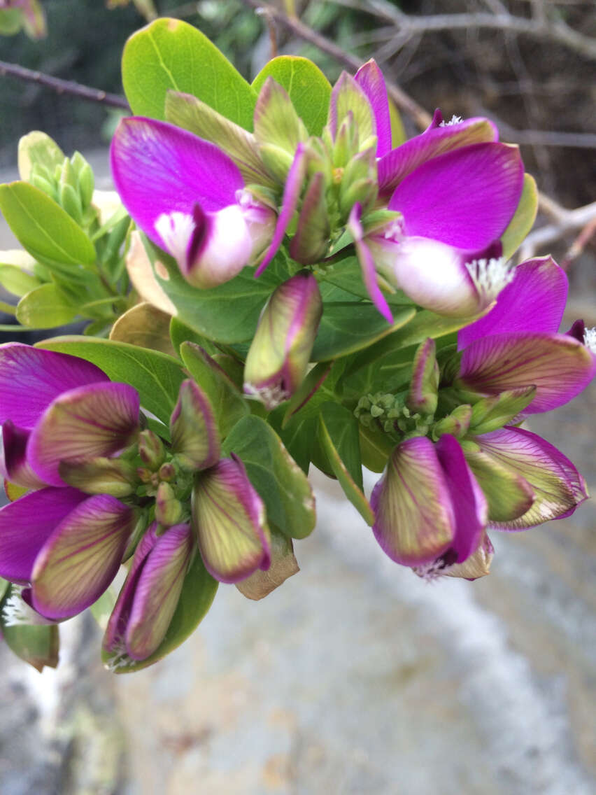 Image of myrtle-leaf milkwort