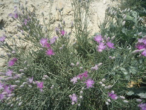 Image of Jurinea stoechadifolia (M. Bieb.) DC.