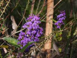 Hardenbergia violacea (Schneev.) Stearn resmi