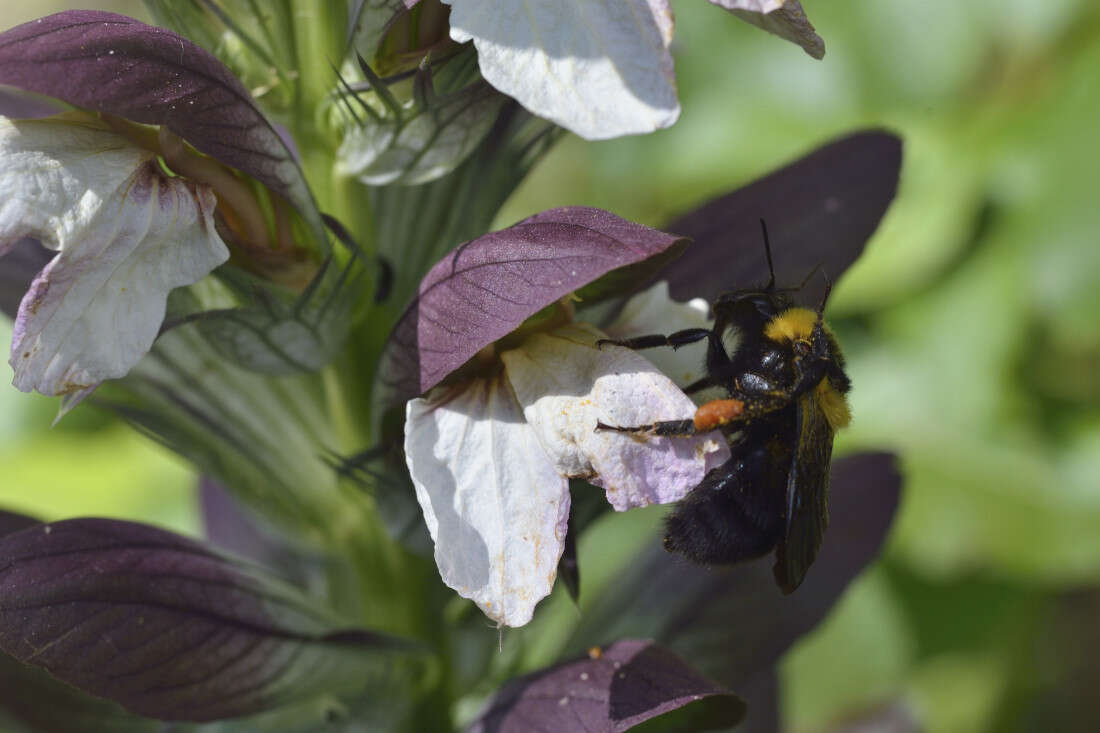 Слика од Bombus argillaceus (Scopoli 1763)