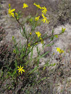 Image de Senecio lacustrinus I. Thomps.