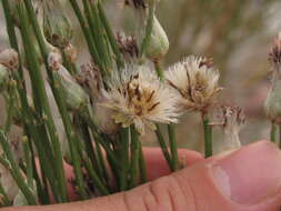 Aphyllocladus ephedroides Cabrera resmi