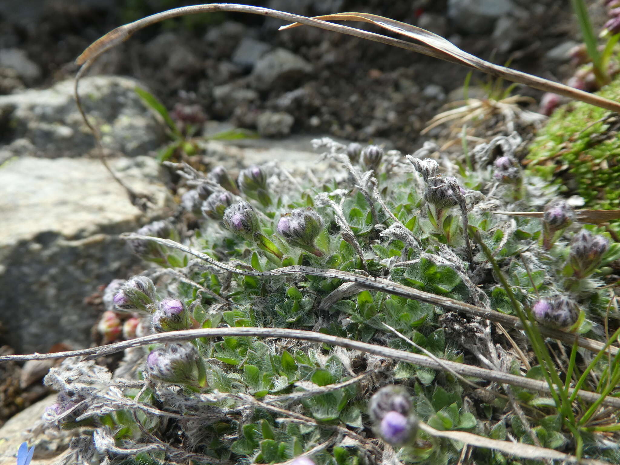 Image of Eritrichium nanum subsp. nanum