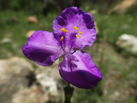 Image of leatherleaf spiderwort