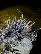 Image de Salicornia bigelovii Torrey