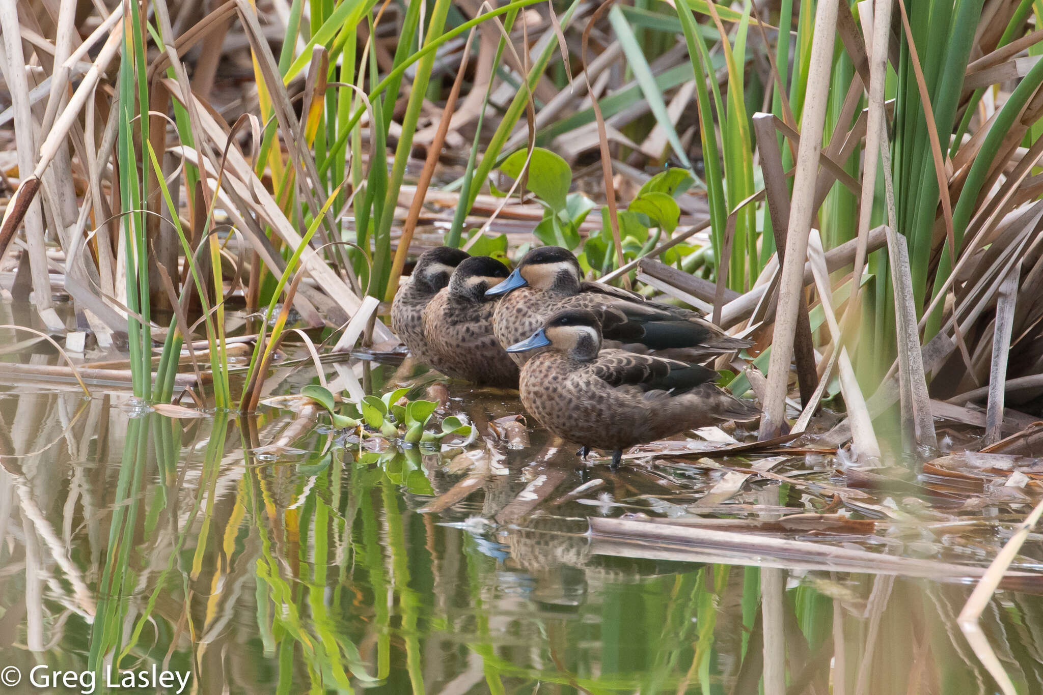 Image of Blue-billed Teal