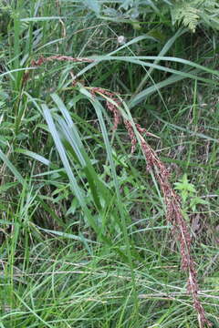 Image of Gahnia melanocarpa R. Br.