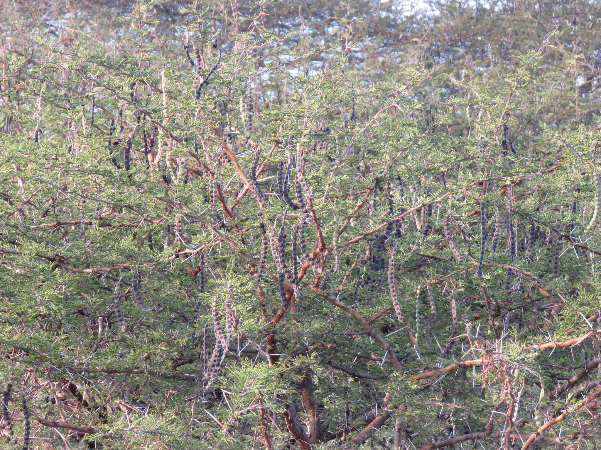 Image of Vachellia nilotica subsp. kraussiana (Benth.) Kyal. & Boatwr.