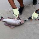 Image of African Cubera Snapper