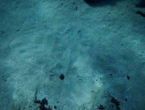 Image of Spiny Butterfly Ray