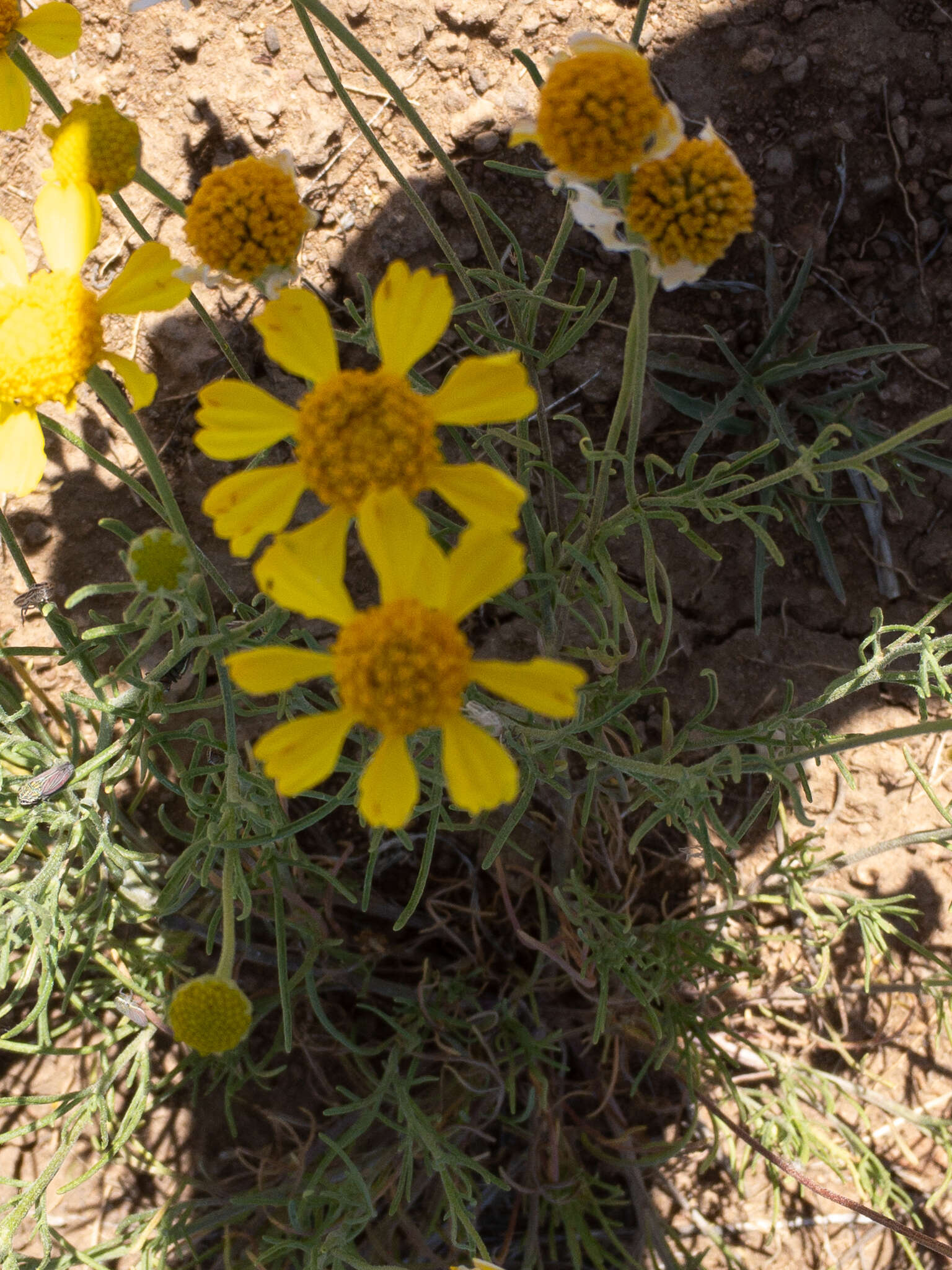 Image of bitter rubberweed