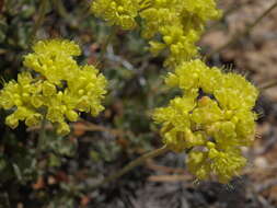 Image of sulphur-flower buckwheat