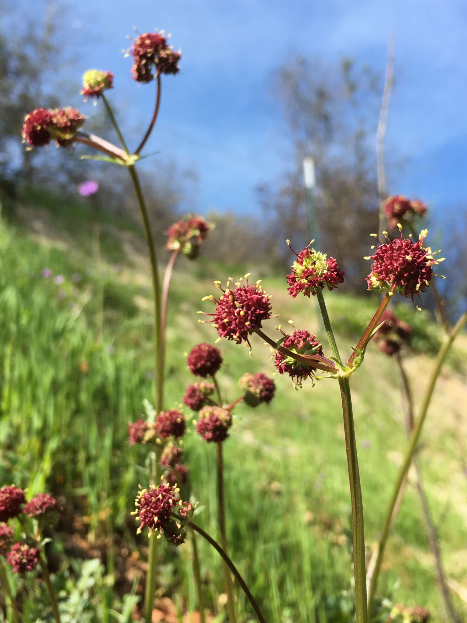 Image of purple sanicle