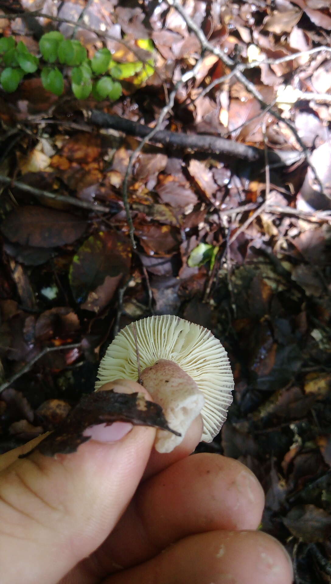 Image of Russula atroviridis Buyck 1990