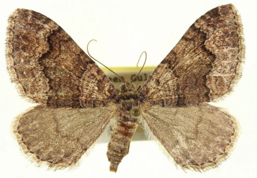 Image of <i>Euphyia swetti</i> Cassino 1927