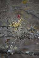 Imagem de Tillandsia floribunda Kunth