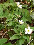 Ranunculus aconitifolius L. resmi