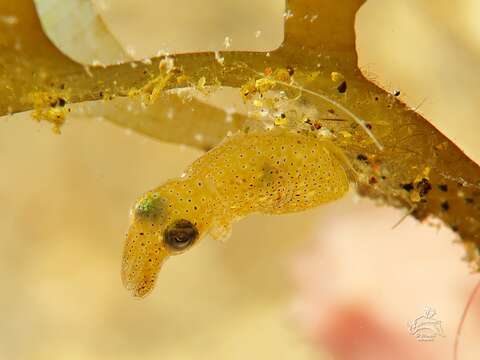 Image of Two-toned Pygmy Squid