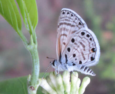 Image of African babul blue