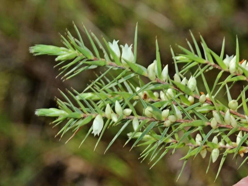 Image of Melichrus urceolatus R. Br.