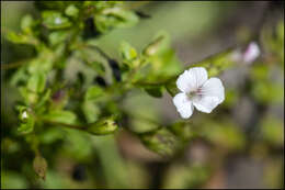 Mecardonia acuminata (Walt.) Small resmi