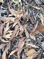 Image of lemonscented gum